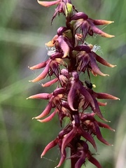Genoplesium acuminatum