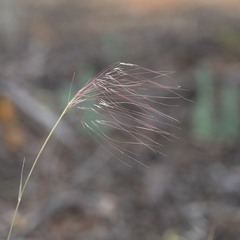 Austrostipa acrociliata
