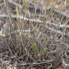 Austrostipa acrociliata