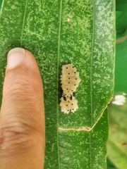 Pompelon marginata