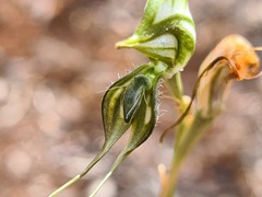Pterostylis biseta