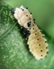 Pompelon marginata
