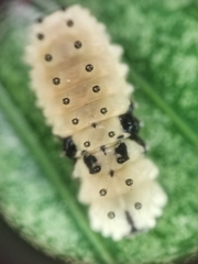 Pompelon marginata