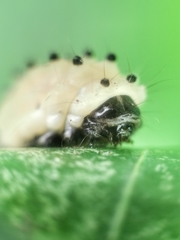 Pompelon marginata