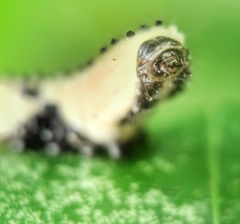 Pompelon marginata