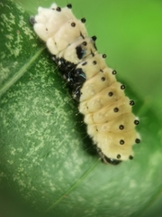 Pompelon marginata