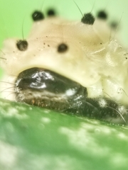 Pompelon marginata