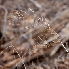 Austrostipa acrociliata
