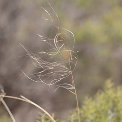 Austrostipa acrociliata