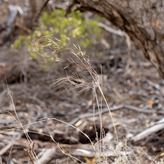 Austrostipa acrociliata