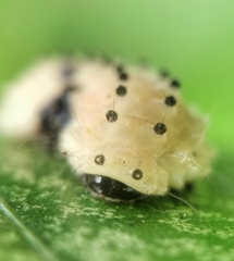 Pompelon marginata