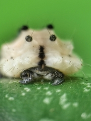 Pompelon marginata