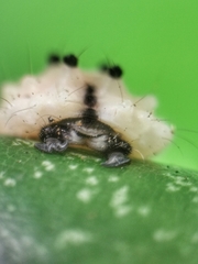 Pompelon marginata