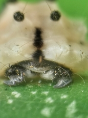 Pompelon marginata