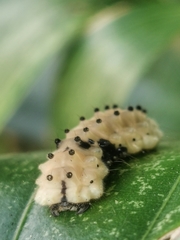 Pompelon marginata