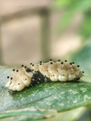 Pompelon marginata