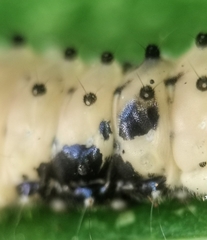 Pompelon marginata
