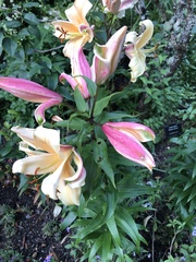 Alstroemeria aurea