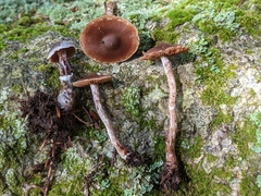 Cortinarius evernius
