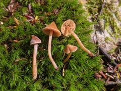 Cortinarius acutus