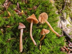 Cortinarius acutus