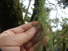 Usnea ceratina
