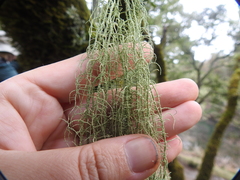 Usnea ceratina