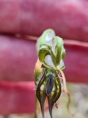 Pterostylis excelsa
