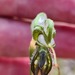 Pterostylis excelsa - Photo (c) Robert Lawrence, μερικά δικαιώματα διατηρούνται (CC BY-NC), uploaded by Robert Lawrence