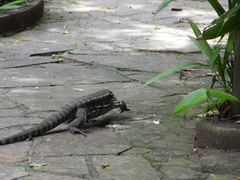 Salvator merianae