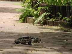 Salvator merianae