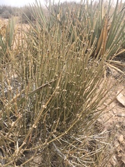 Ephedra aspera