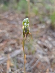 Pterostylis excelsa