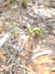 Pterostylis excelsa