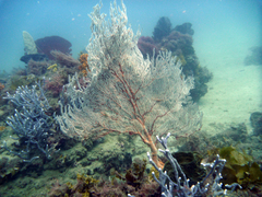 Melithaea zimmeri