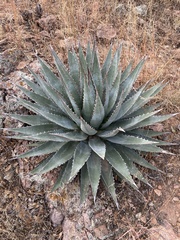Agave potrerana