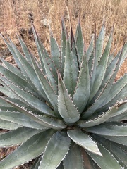 Agave potrerana