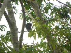 Cephalopterus ornatus