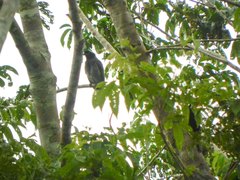 Cephalopterus ornatus