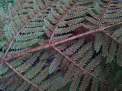 Cyathea colensoi