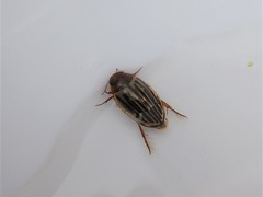 Agabus disintegratus