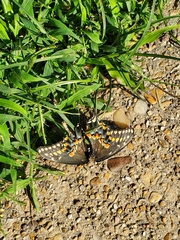 Papilio polyxenes