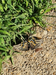 Papilio polyxenes