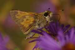 Atalopedes campestris