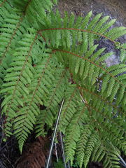 Cyathea colensoi