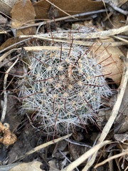Mammillaria barbata