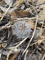 Mammillaria barbata