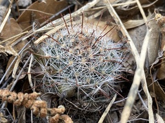 Mammillaria barbata