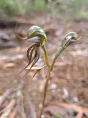 Pterostylis excelsa