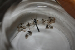 Periclystus circuiter